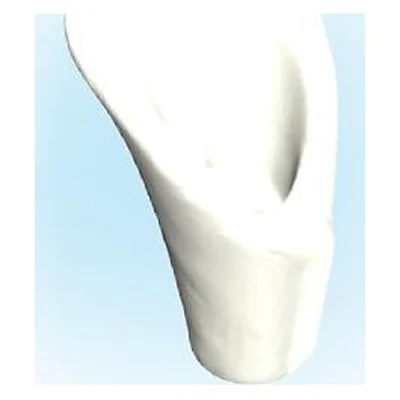 Blüte-Calla