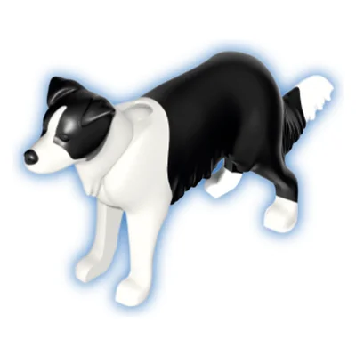 Border-Collie Stehe.