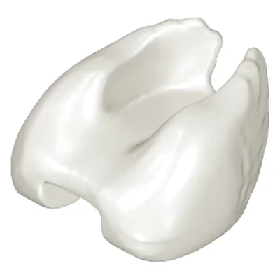 Schwan-Flügel