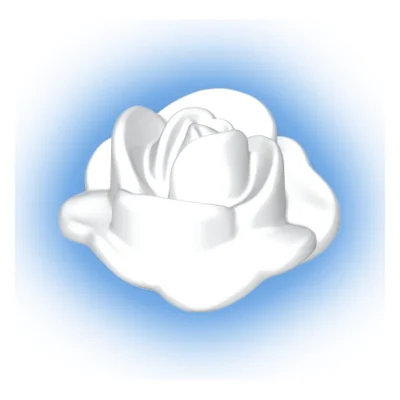 Rosenblüte offen